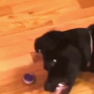 Funny Dog playing with beyblade
