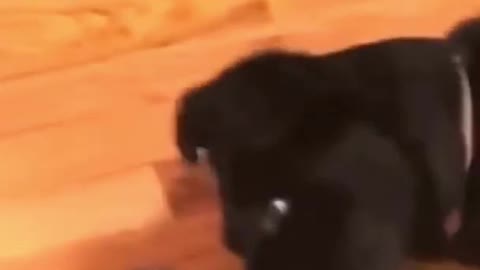 Funny Dog playing with beyblade