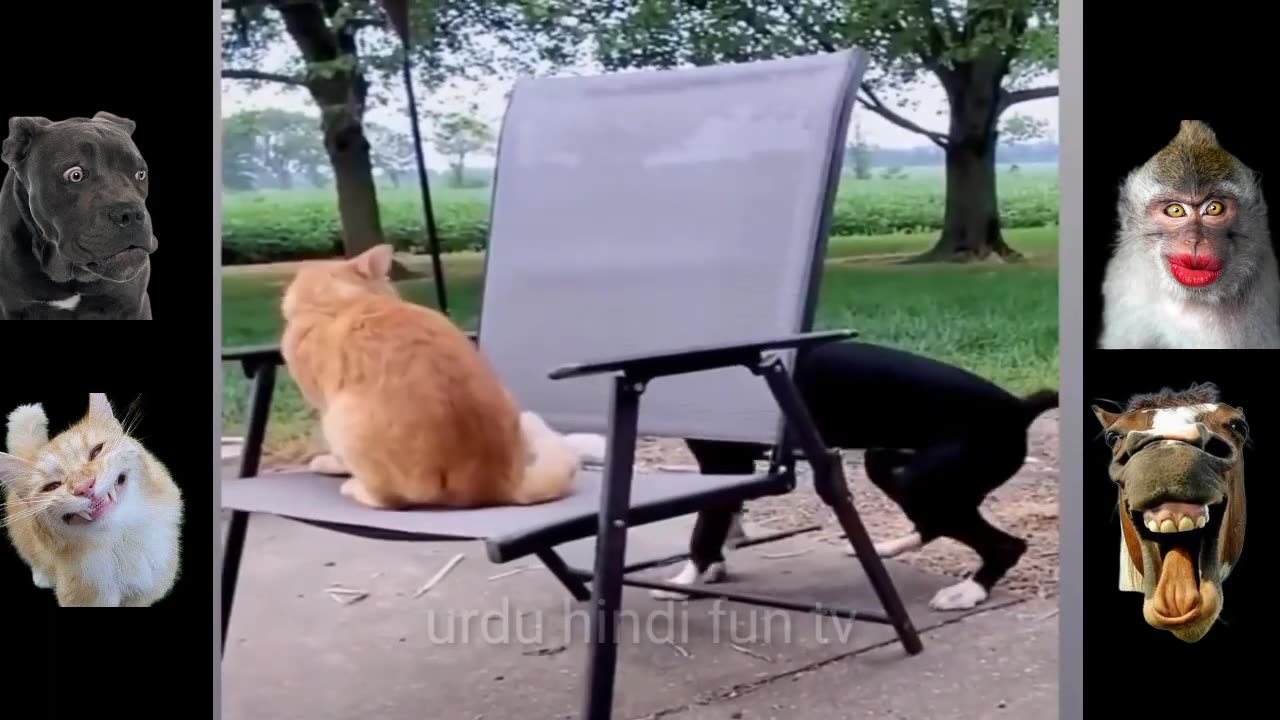 Top funny animal clips