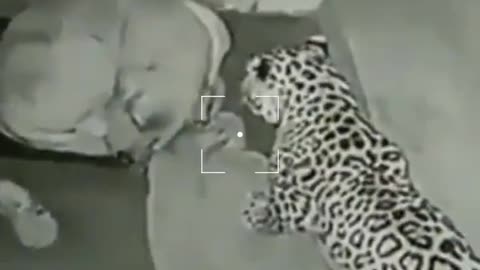 Shocking footage- leopard attack on security dog.