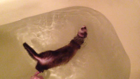 Ferret Elly. Cute ferret takes a bath