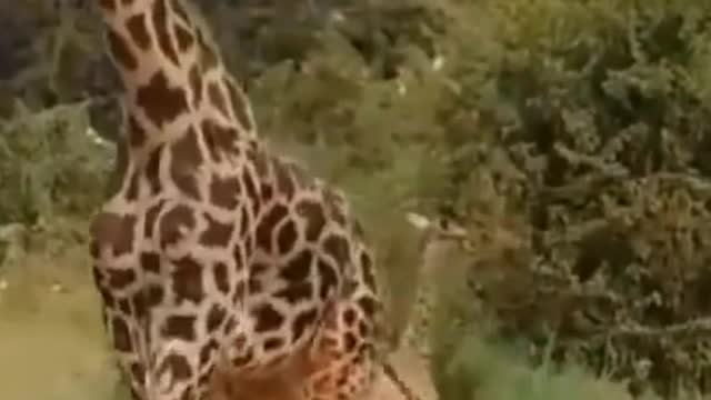 mother giraffe vs herd of lions