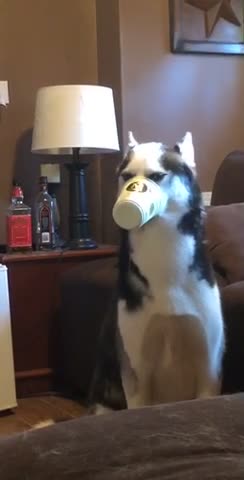 Husky loves ice cream, gets cup stuck on snout