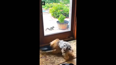 Funniest viedo cat and dog 2024