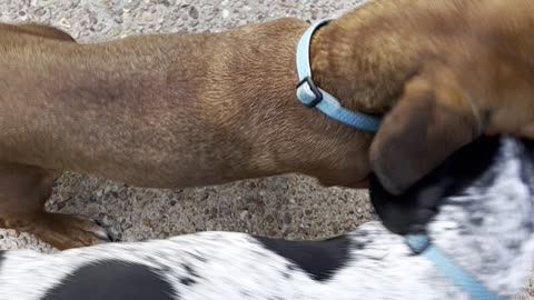 Tommy and Dixie get playful