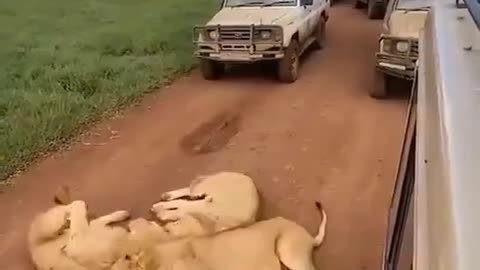 The lion