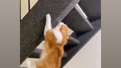 Attitude of cat 😎