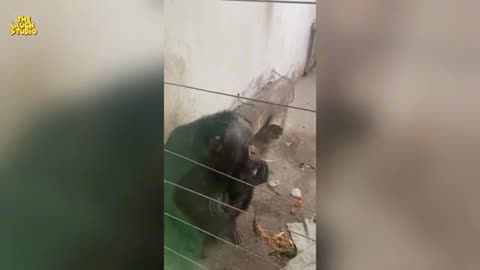 Monky King Smoking 🤣🤣🤣 New Viralvideo 2024