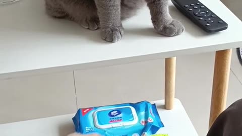 My cute cat video