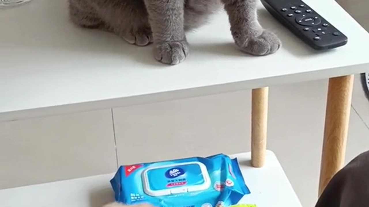 My cute cat video