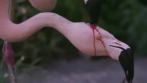 FLAMINGO PRODUCE CROP MILK IN THEIR DIGESTIVE SYSTEM AND REGURGITATE IT TO FEED THEIR YOUNG