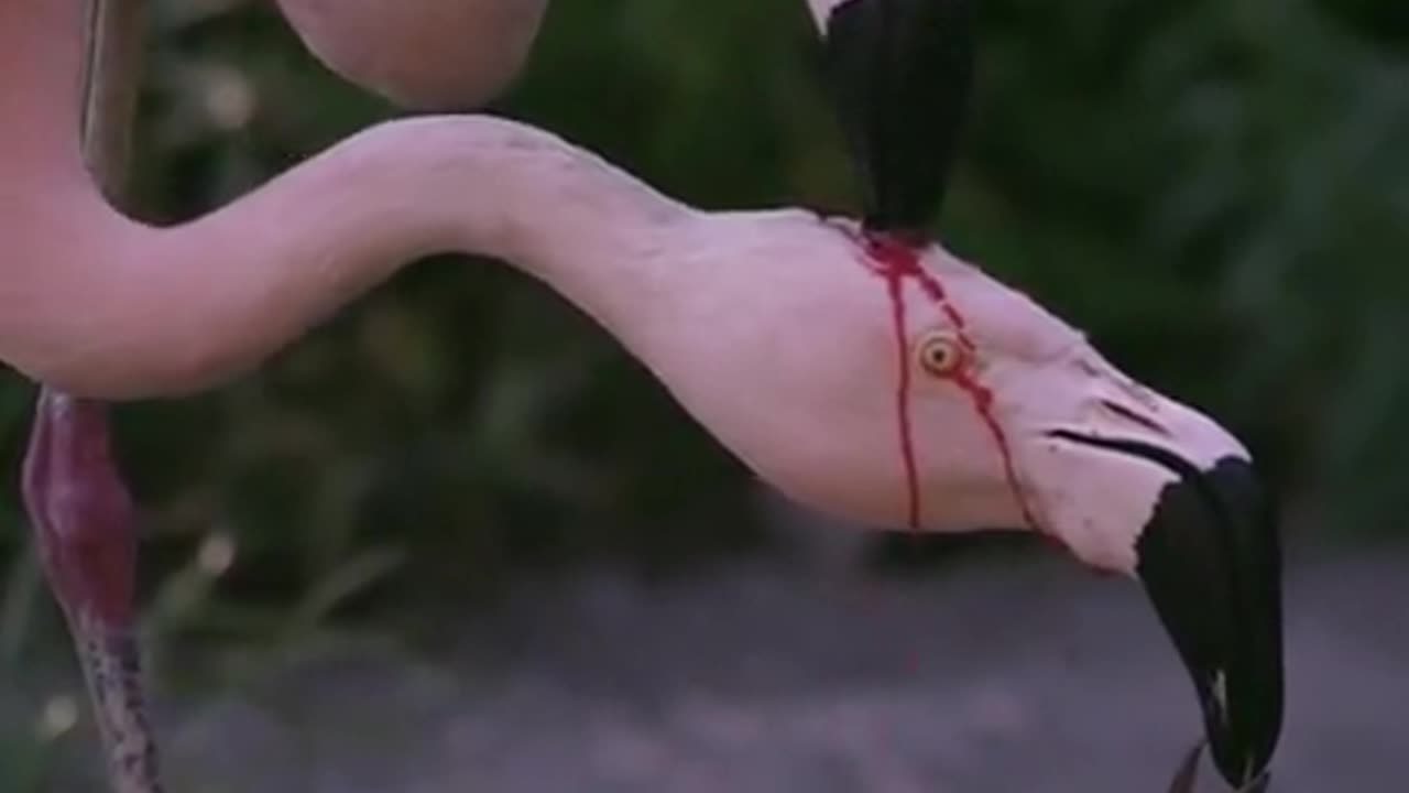 FLAMINGO PRODUCE CROP MILK IN THEIR DIGESTIVE SYSTEM AND REGURGITATE IT TO FEED THEIR YOUNG