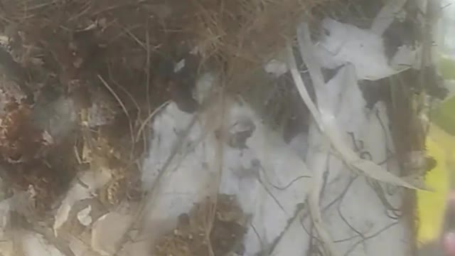 The starving baby bird is waiting for its mother, alone nest