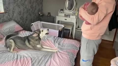 Concerned Husky Argues With Dad Thinking She’s Protecting My Newborn Baby!! [CUTEST REACTION EVER!!]