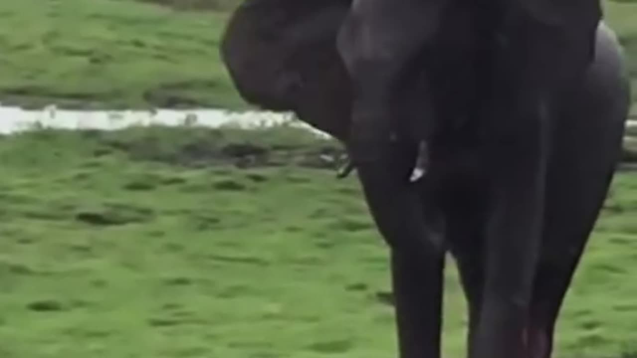 Elephant Gives Birth in The Wild #shorts #shortvideo #youtubeshorts #video #virals