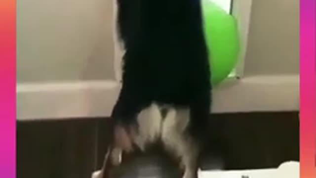 Dog trying to make 360 turn