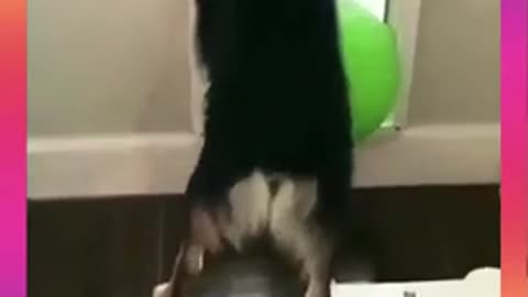 Dog trying to make 360 turn