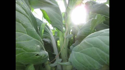 Chinese White Cabbage Bok Choy July 2022