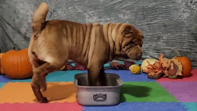 Aurora November 2022 Canine Ninja Level 1