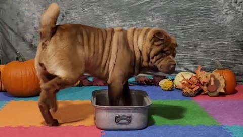 Aurora November 2022 Canine Ninja Level 1