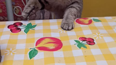 cat waiting for his food like human (gato esperando su comida)