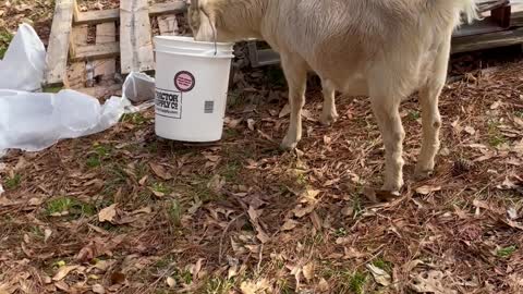 Bucket Head