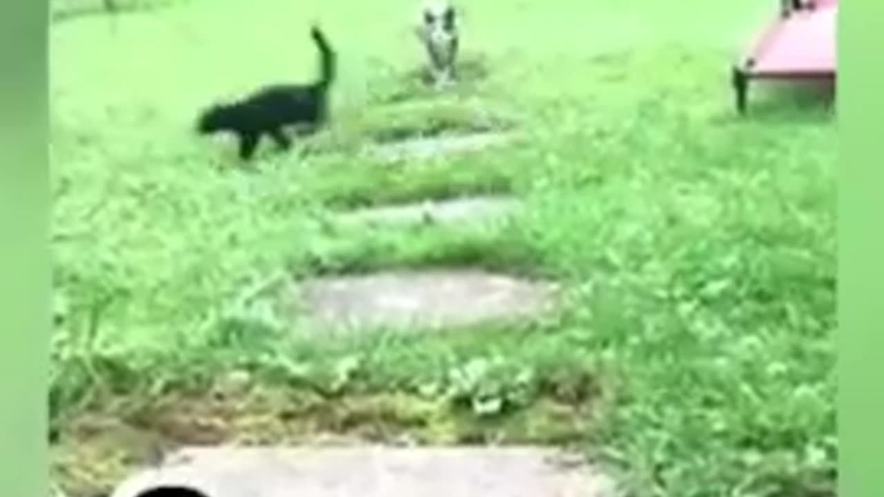 Cute and Funny Animal Video😂