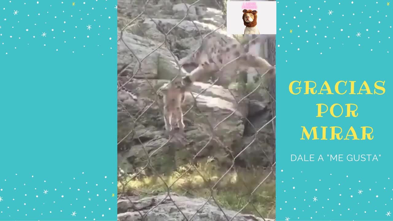 Videos of Dogs 🐶 Beautiful and Gracious Dogs and Dogs 😍