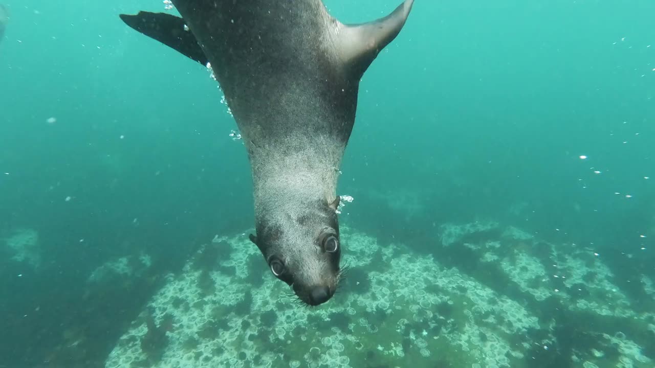 Under water animels 🌊😱