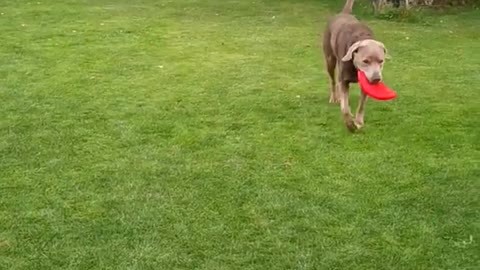 Labrador Frisbe