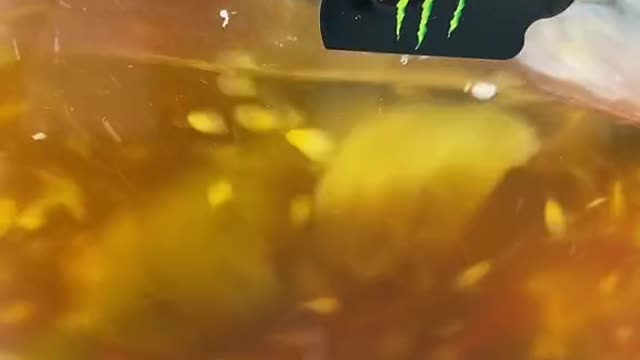 Replying to @RuanPietersen2023 MONSTER PICKLES!!! Let’s check them out…😳