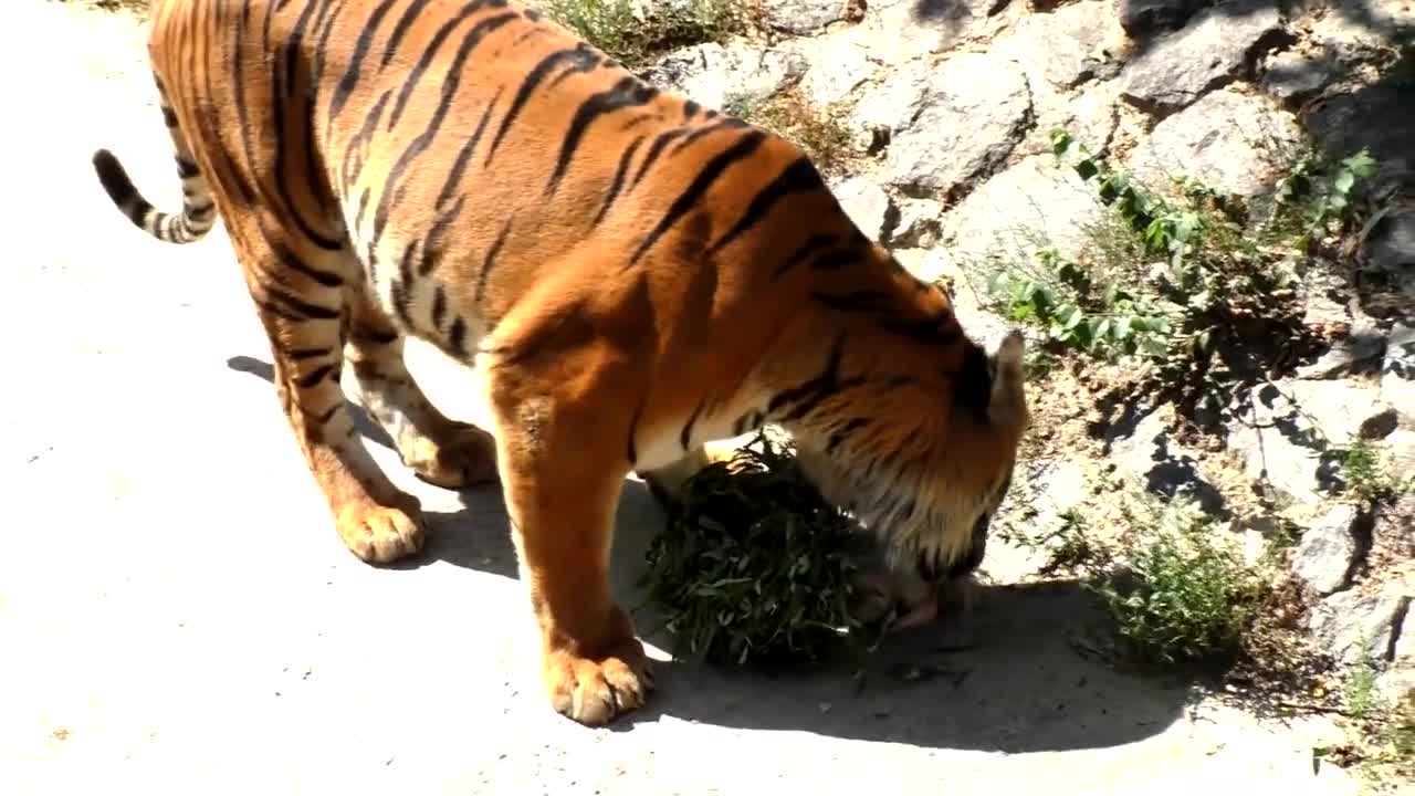 Children ride in the zoo and feed funny and very interesting animals.