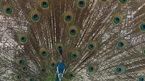The peacock in full bloom