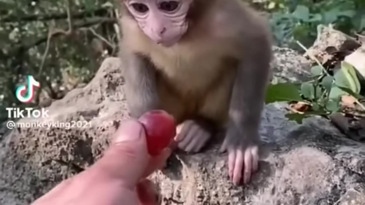 Cutest baby animals