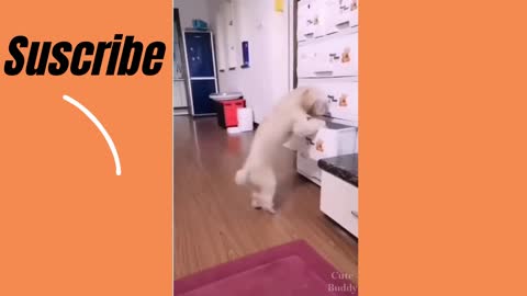 Smart Dogs