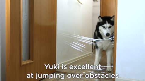 Nothing Will Stop the Husky! Dogs and Cats VS Invisible Wall