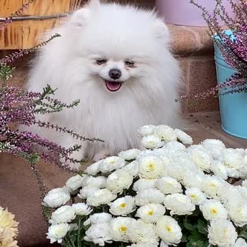 An Adorable White Dog Near White Flowers 1