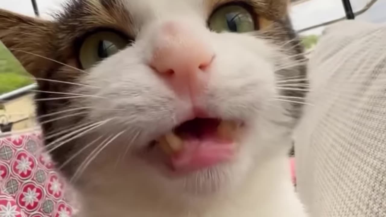 Funny cat