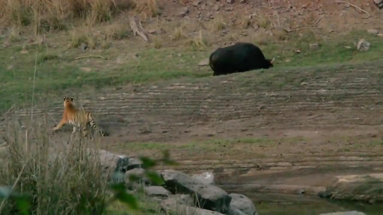 Tiger by the River