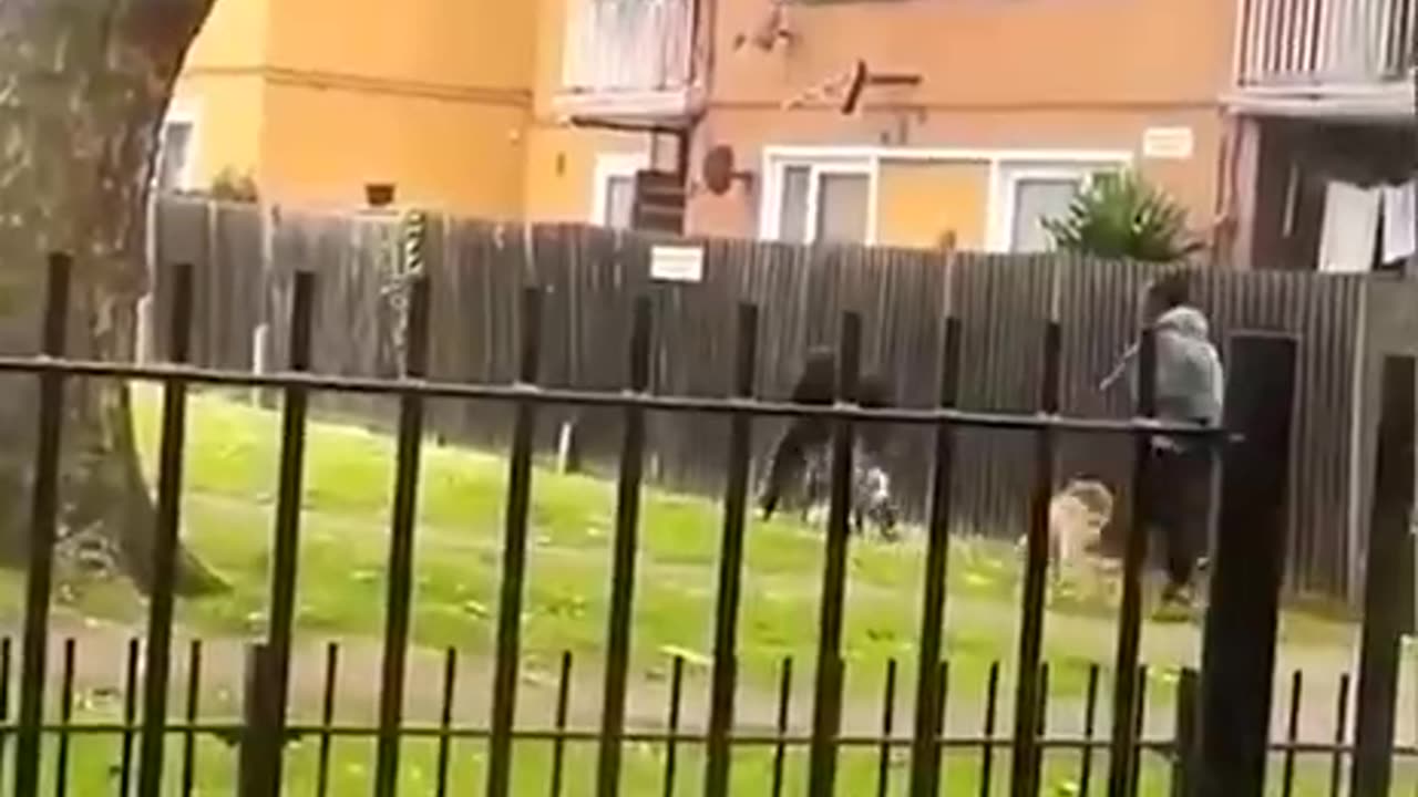 Crazy dog attack a women