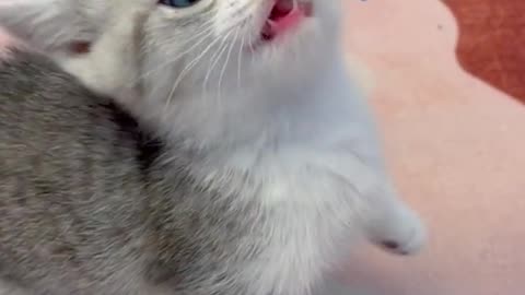 Feeding Milk to Cute Cat