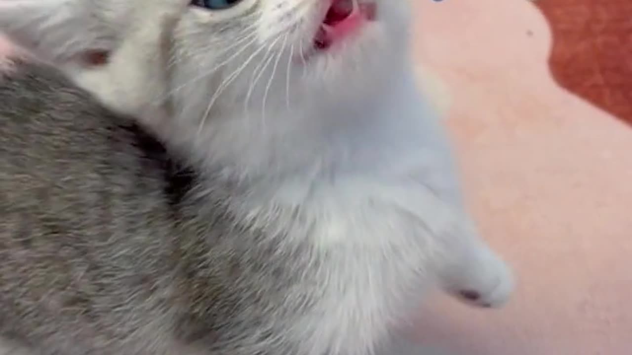 Feeding Milk to Cute Cat