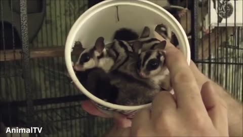 SUGAR GLIDERS Flying - Funny & Cute Compilation