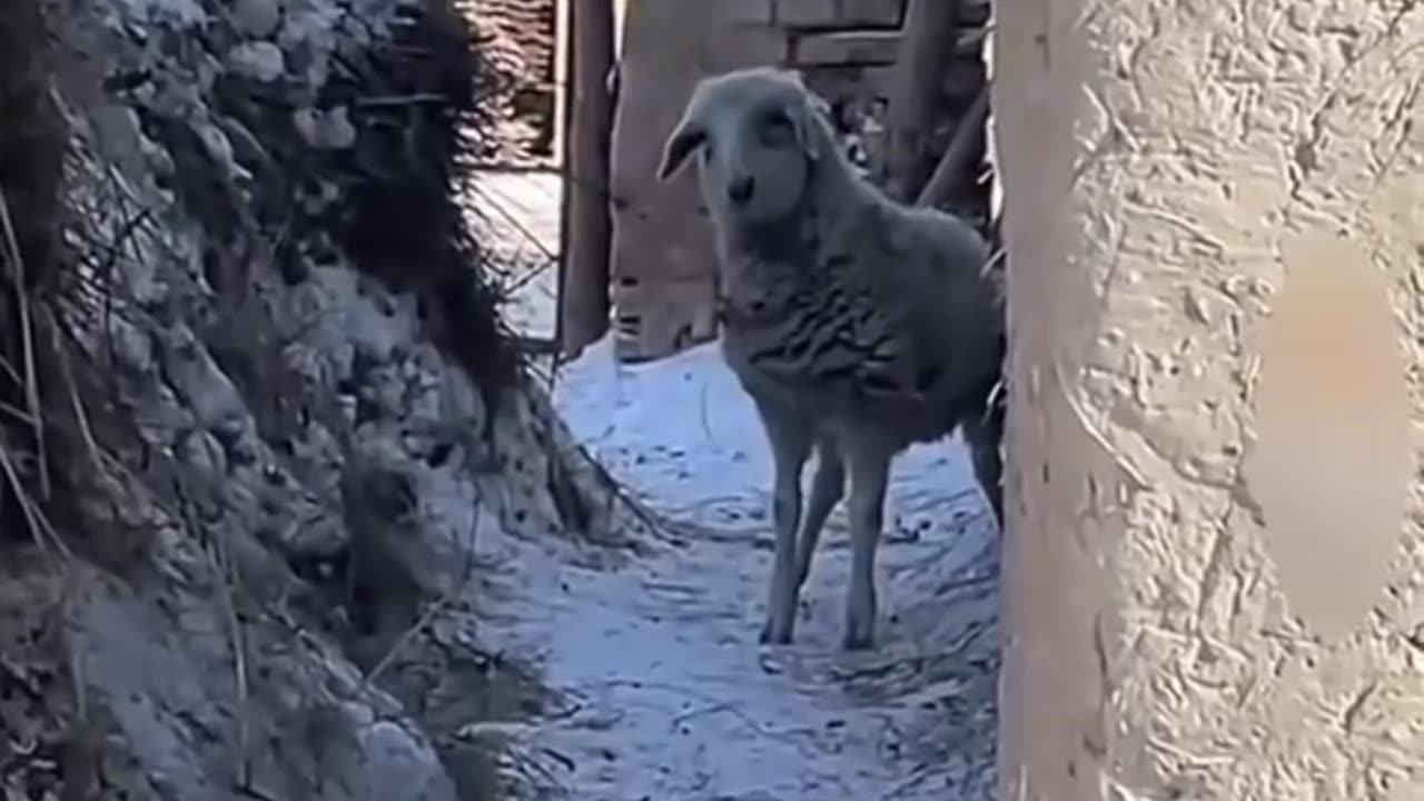 funny animal