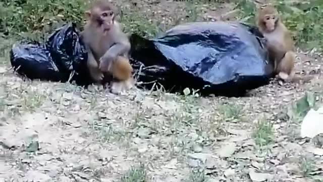 😍 Cute monkey baby 😍 Cute monkeys acting like humans #shorts