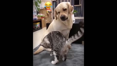 Funny Cat and Dog Fight 😂