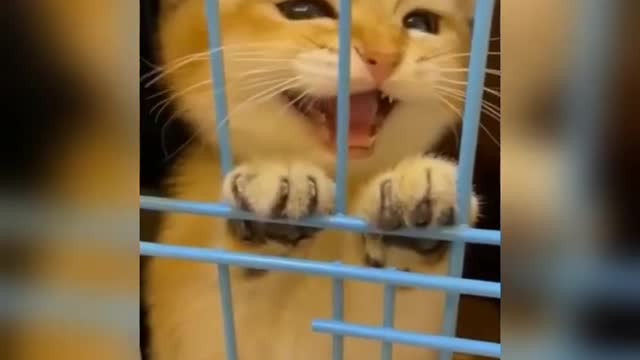 Baby cats- cute and funny cat videos compilation