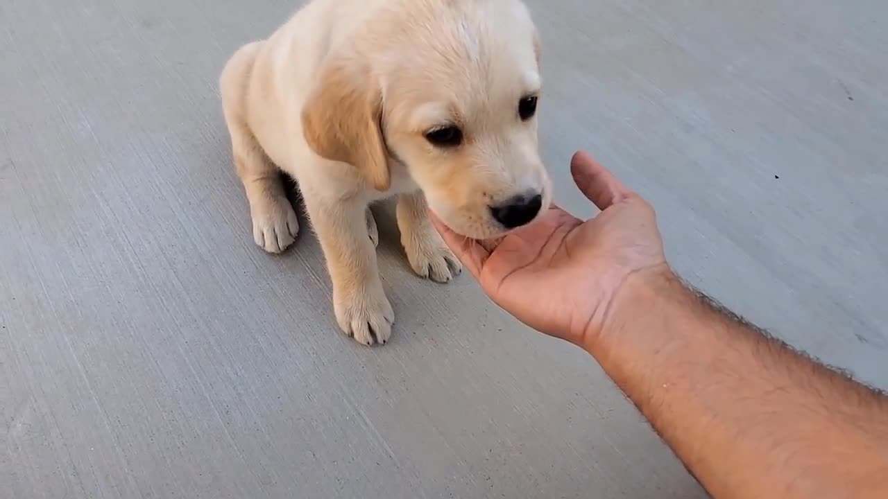 Labrador puppy dog showing training skill