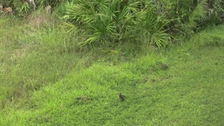 Bob White quails head for the barn