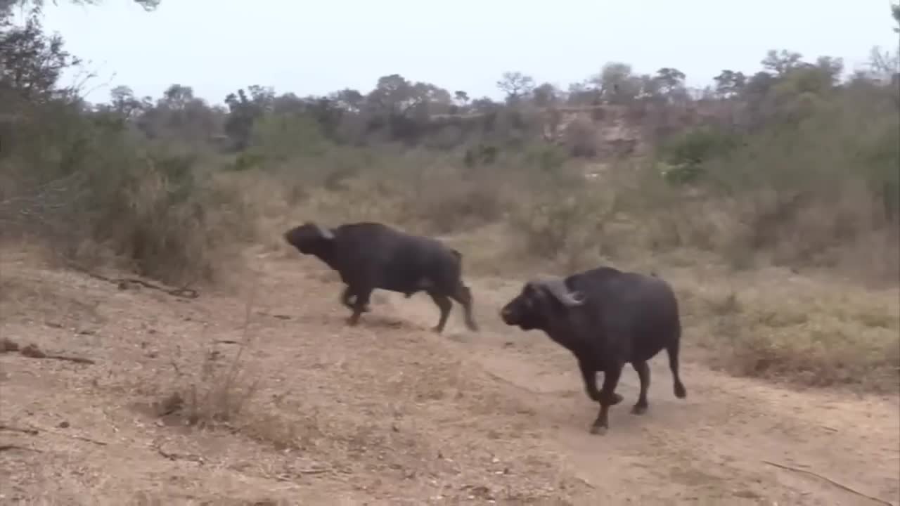 Lion vs Buffalo fight to Death | Wild Animals